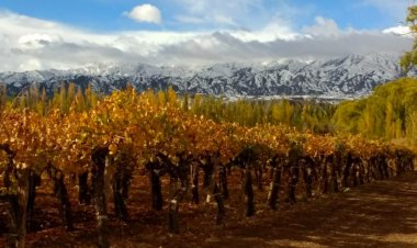 Barreal: a arca de Noé do vinho argentino - por Samara Portela - Sommelière