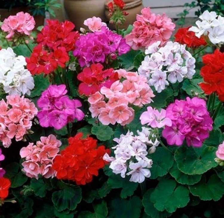 O Perfume da Resistência: