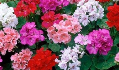 O Perfume da Resistência: