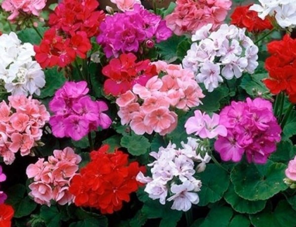 O Perfume da Resistência: